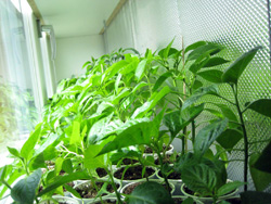 chilli_plants_folie